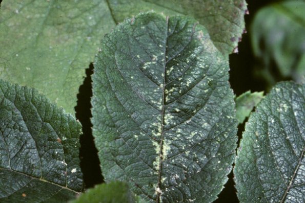 roseleafhopper