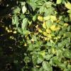 spidermites