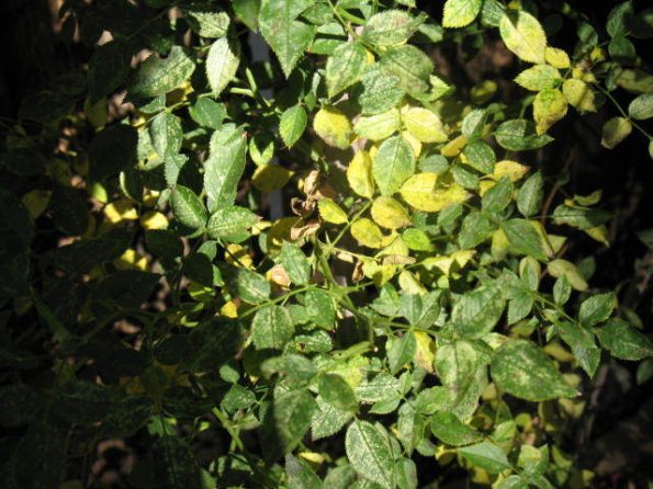 spidermites