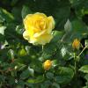 split flower