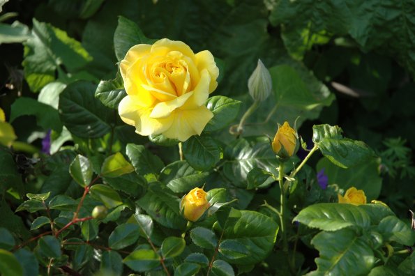 split flower