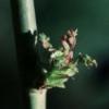 spring dwarf