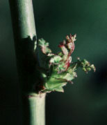 spring dwarf