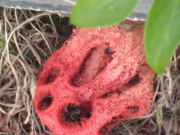 stinkhornfungi